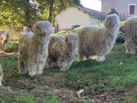 Stage petit fermier à la ferme pédagogique du domaine D'Hestia