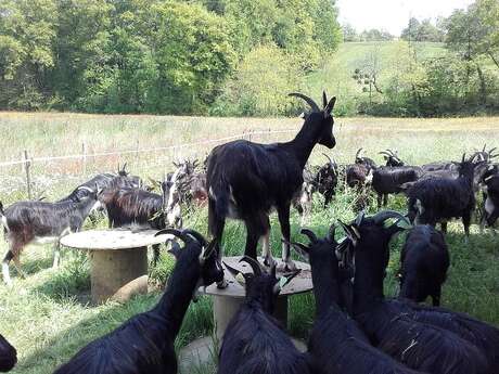 Biquettes et Compagnies