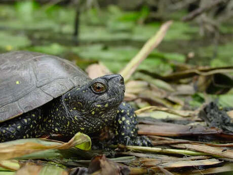 Le héron et la tortue