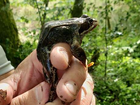 Les glutineux à la tourbière des Dauges