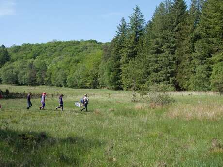 Tourbière des Dauges : promenons-nous dans les bois