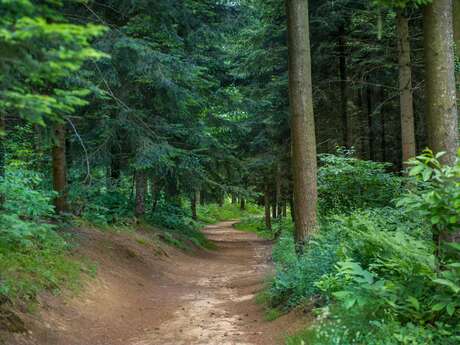 La forêt départementale des Vaseix