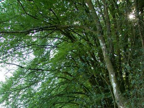Tourbière des Dauges : on se calme et on boit frais