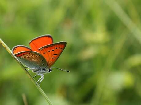 Mélanie Bardet en animation : et si vous lanciez votre propre élevage pour vos animaux ?