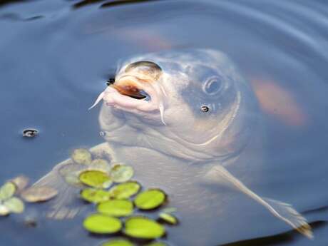 Le Carpodrome de Tracheras