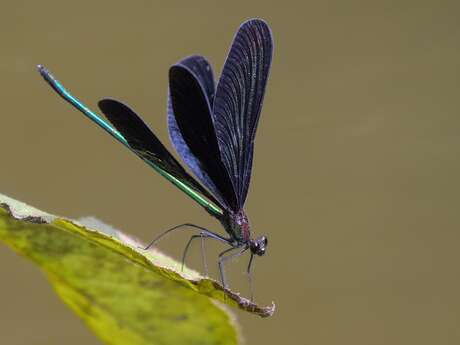 Conférence UPE : Les libellules du Limousin