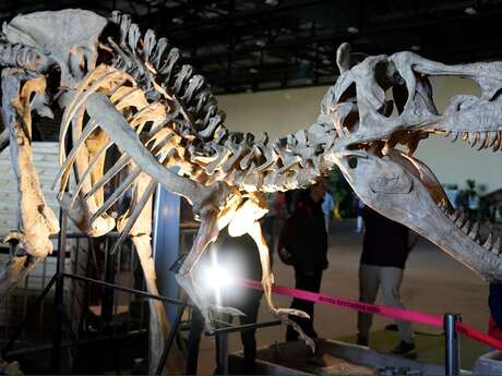 Le Musée Ephémère : Exposition Des Dinosaures