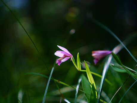 Sortie Nature : Orchidées des Chaumes d'Avon