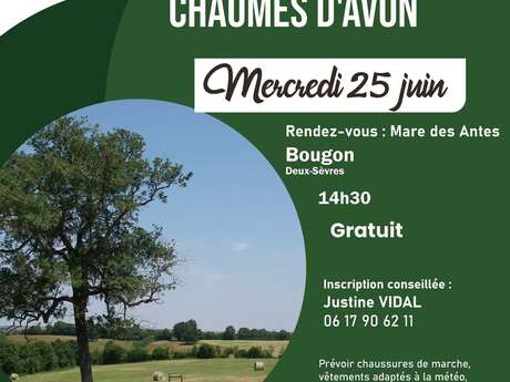 SORTIE NATURE : Balade nature dans les Chaumes d'Avon