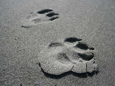 Animation Nature - Traces et empreintes