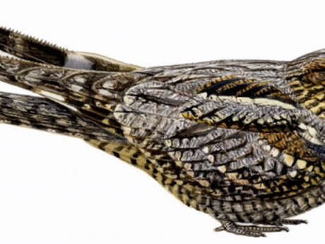 Tourbière des Dauges : le tête chèvre n’aime pas le lait