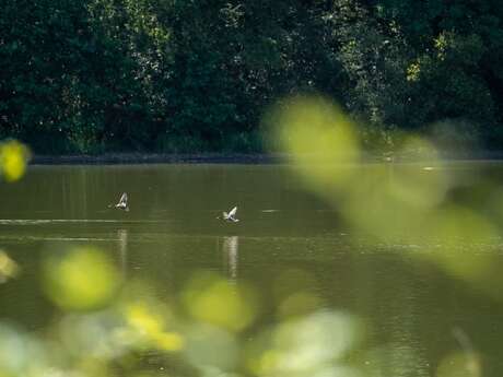 Observation des oiseaux d'eau à l'étang de la Pouge