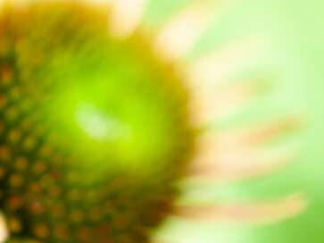 Exposition les "Arbres joie" à la galerie Felgines