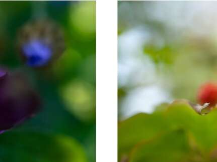 Exposition les "Arbres joie" à la galerie Felgines