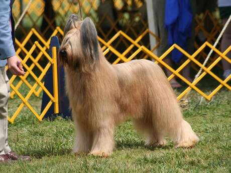 Expositions canines toutes races
