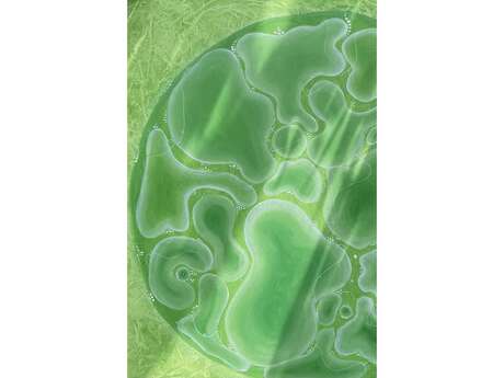 Exposition: "The secret garden", Noémi Kossoko