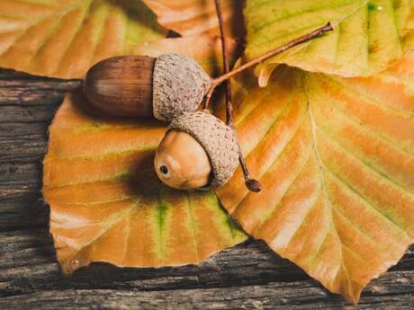 Foire d'automne