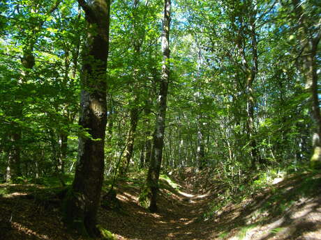 Le Peux des Faux - 8 km