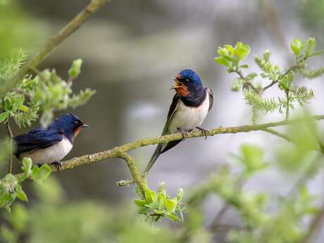 A la découverte de nos oiseaux