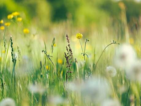 Animation Nature - Sortie Bot'anique - Limoges