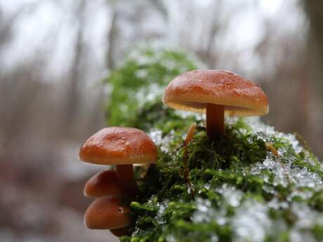 A la recherche des champignons