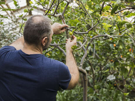 Sortie Nature : Taille en vert des fruitiers