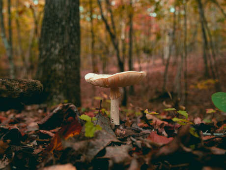 Sortie champignons