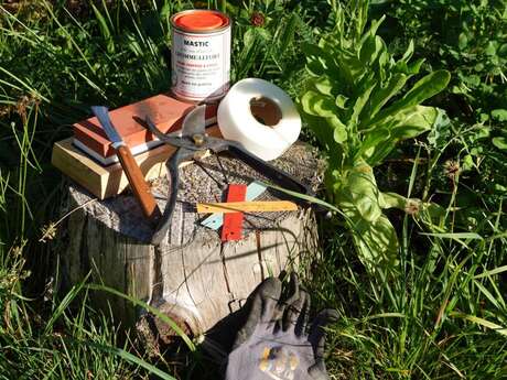 Stage d'initiation à la taille des arbres