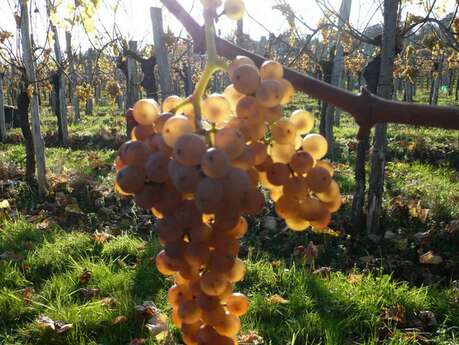 Domaine Haugarot