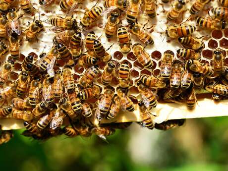 A la découverte du Rucher De Vignerie et de ses innovations en matière de protection des abeilles