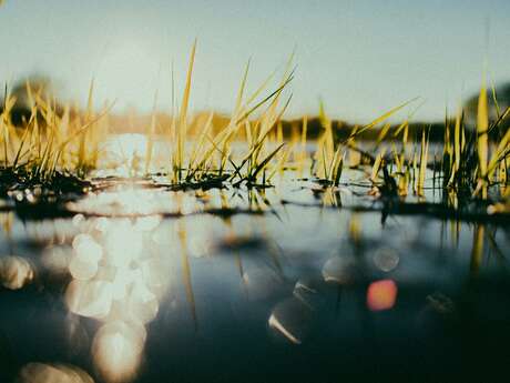 Sortie Nature : A la découverte des zones humides