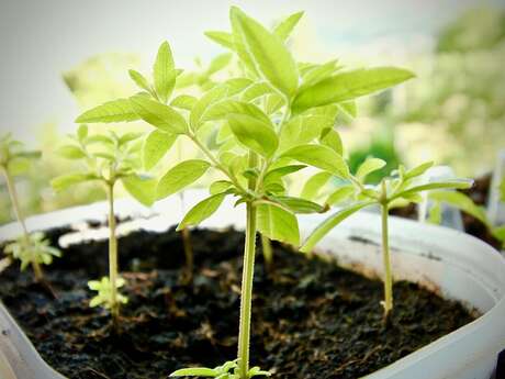 Troc plantes, graines, boutures avec le Foyer Rural