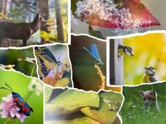 Exposition, trésors naturels du Limousin au Foyer Rural