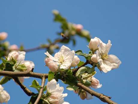 Initiation au greffage avec le Foyer Rural