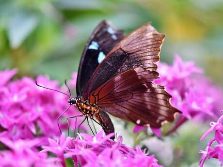 Concours photo 2025 : Que les insectes de la forêt d'Epagne