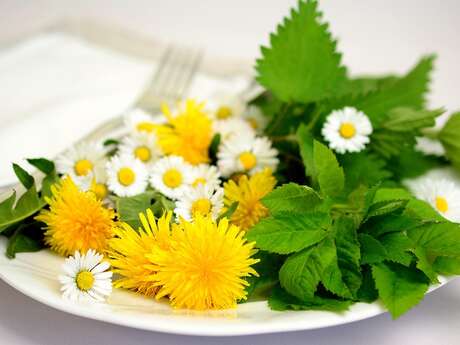 Sortie sur les plantes comestibles