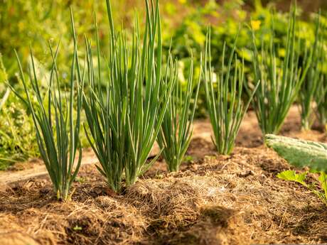 Troc de plants