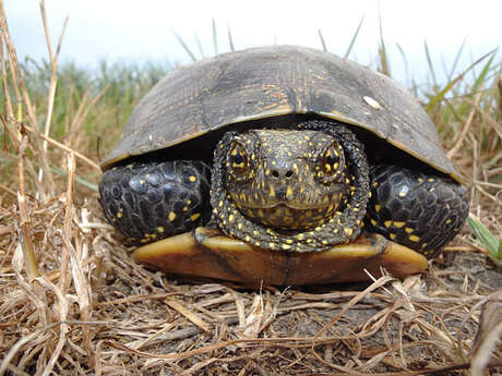 Parlons Nature : la cistude d'Europe, une tortue limousine !