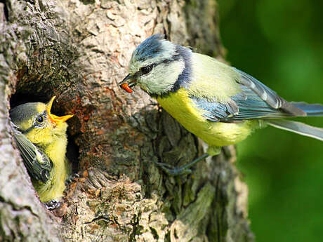 Parlons Nature : enquêtes et suivis ornithologiques