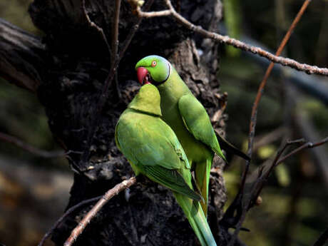 Salon de la société ornithologique du Limousin
