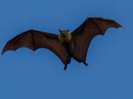 Sortie Nature : Le bal des chauves-souris