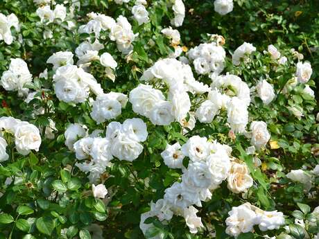 Visite au jardin : Le Teillet, chez Michèle Moreau