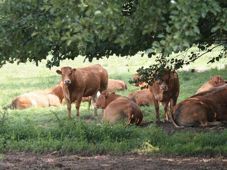 Marché à la ferme