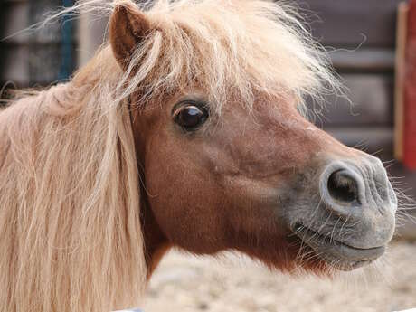 Escape Game Equestre