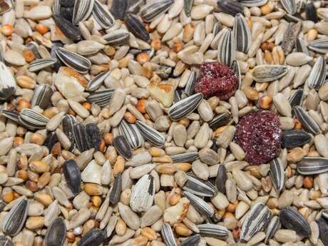 Atelier à la ferme: tableau mosaïque de graines