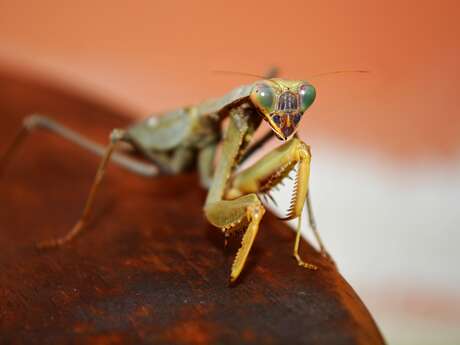 Atelier à la découverte des insectes (dès 5 ans)