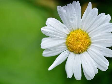 Fête de la Sainte-Marguerite