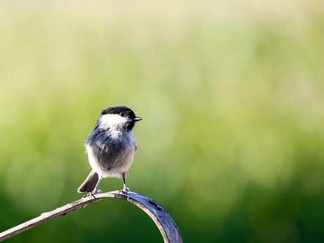 Atelier à la ferme: fabrication de mangeoire à oiseaux et boule de graines