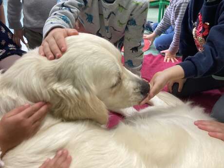 Médiation canine pour les enfants DYS ou en difficulté d'apprentissage de la lecture