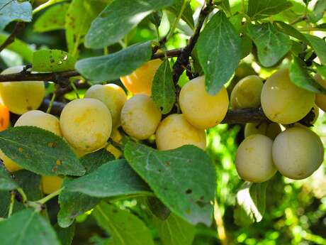 Portes ouvertes - Pépipnière 'Le fruit du sauvageons'